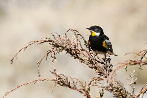 Yellow-rumped Warbler