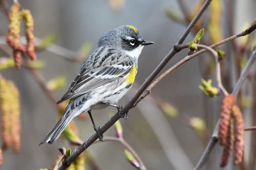 Yellow-rumped Warbler