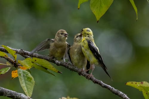 American Goldfinch
