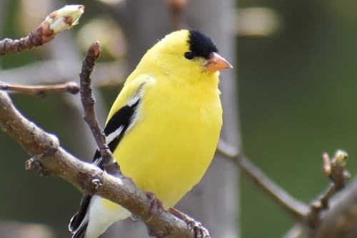 American Goldfinch