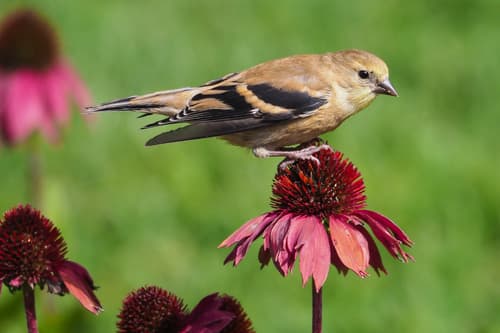 American Goldfinch