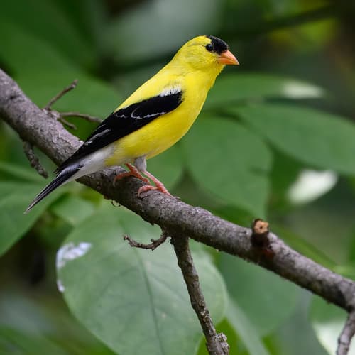 American Goldfinch