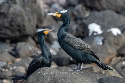 Double-crested Cormorant