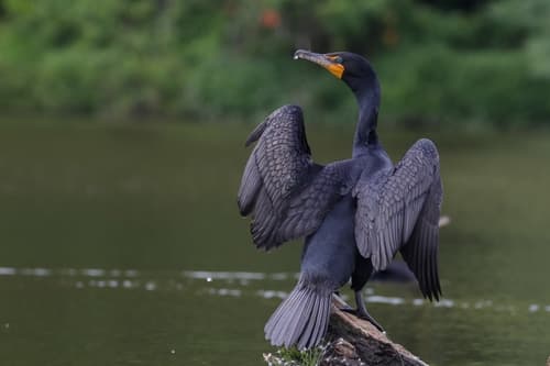 Double-crested Cormorant