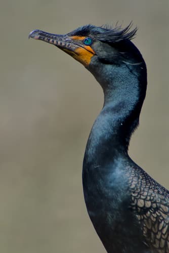 Double-crested Cormorant