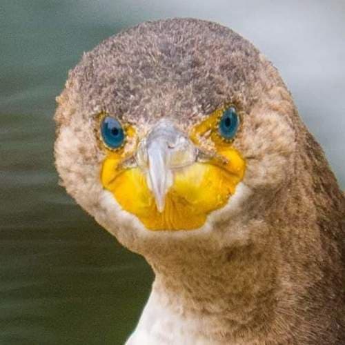 Double-crested Cormorant