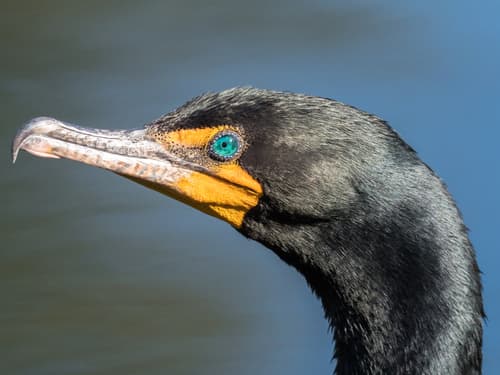 Double-crested Cormorant