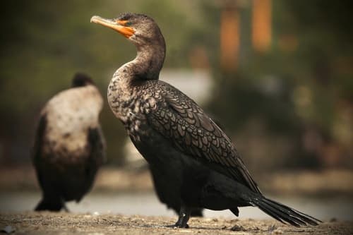 Double-crested Cormorant