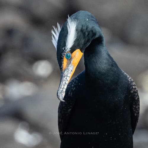 Double-crested Cormorant