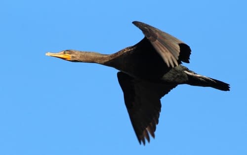 Double-crested Cormorant