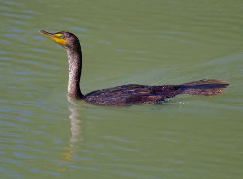 Double-crested Cormorant