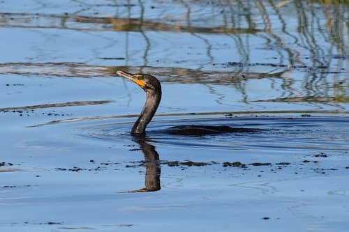 Double-crested Cormorant