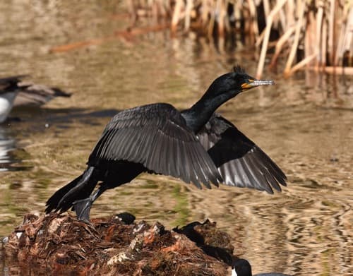Double-crested Cormorant