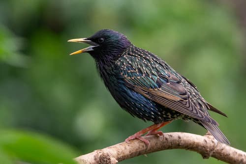 European Starling