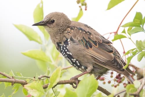 European Starling