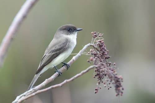 Eastern Phoebe