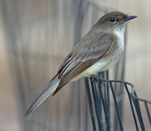 Eastern Phoebe