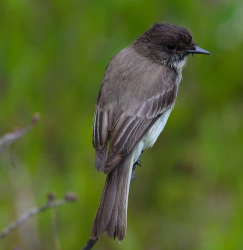 Eastern Phoebe