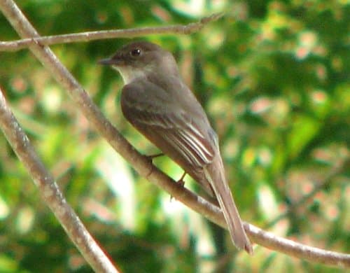 Eastern Phoebe