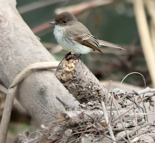 Eastern Phoebe