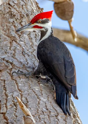 Pileated Woodpecker