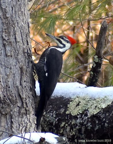 Pileated Woodpecker