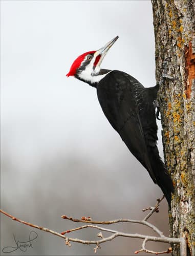 Pileated Woodpecker