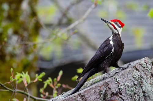 Pileated Woodpecker