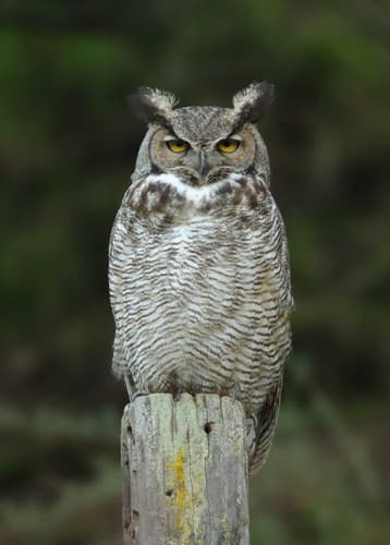 Great Horned Owl