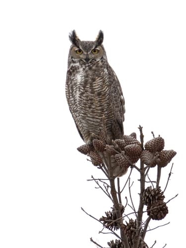 Great Horned Owl