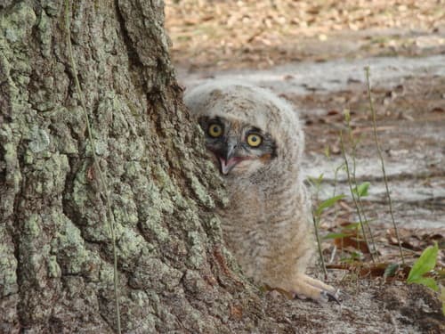 Great Horned Owl