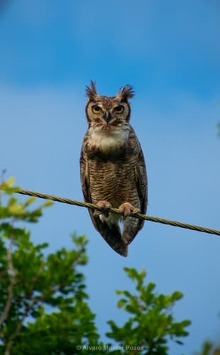 Great Horned Owl