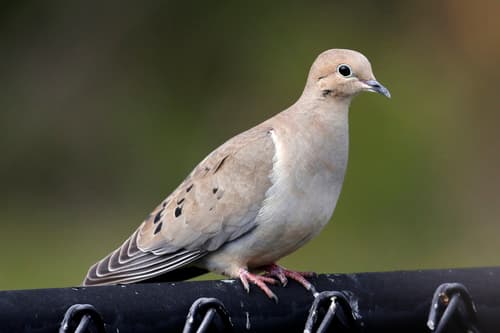 Mourning Dove