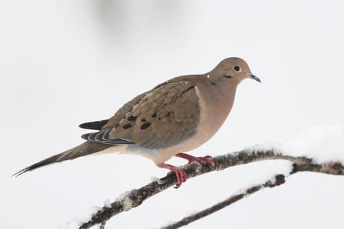 Mourning Dove