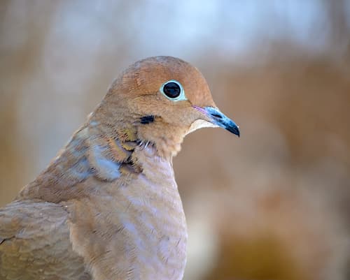 Mourning Dove