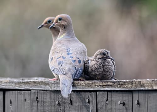 Mourning Dove