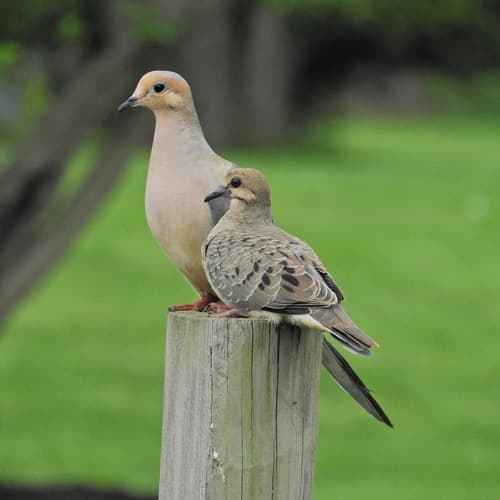 Mourning Dove