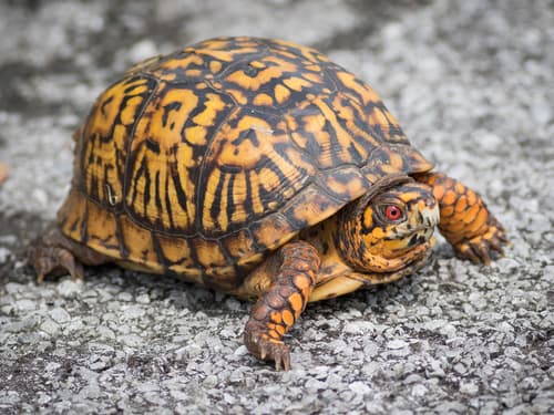 Common Box Turtle