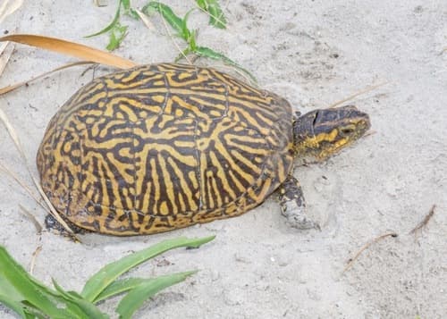 Common Box Turtle