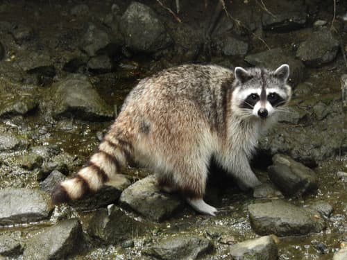 Common Raccoon