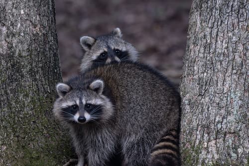Common Raccoon