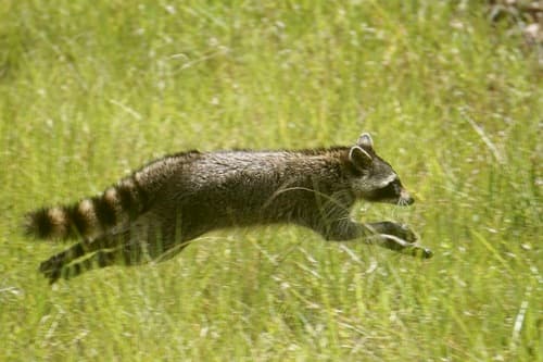 Common Raccoon
