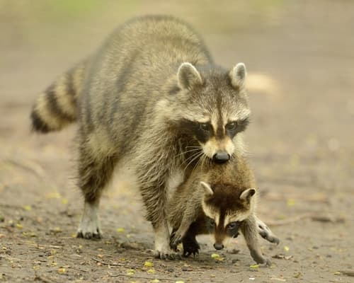 Common Raccoon