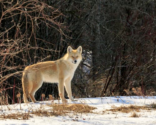 Coyote