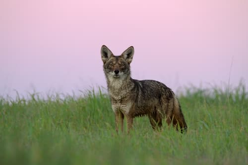 Coyote