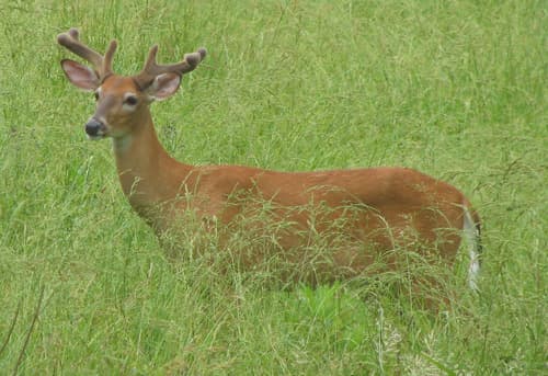 White-tailed Deer