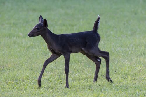 White-tailed Deer