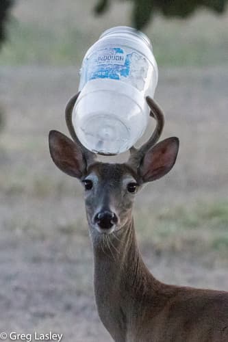 White-tailed Deer