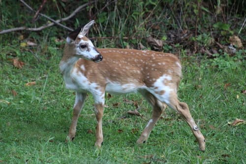 White-tailed Deer