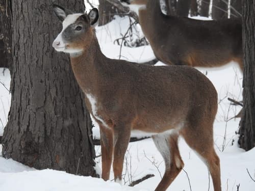 White-tailed Deer